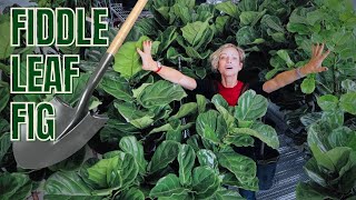 Fiddle Leaf Fig Repotting  Basic Care Tips  Ficus Lyrata 🌱 [upl. by Rozele]