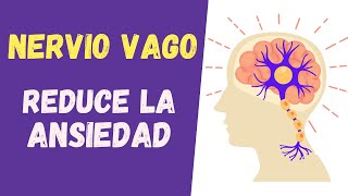 💜 10 ACTIVIDADES para Activar el NERVIO VAGO y REDUCIR la ANSIEDAD [upl. by Cristina]