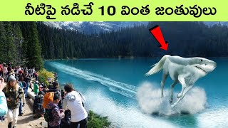 Animals that can walk on water  Animals with unique abilities PART 6  facts in telugu  bmc facts [upl. by Noella]