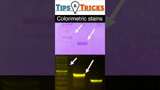 Colorimetric stains vs Fluorescent stains [upl. by Darnell]