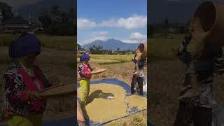 Paddy harvesting in cinari prt10 farming agriculture [upl. by Opiak]