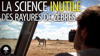 La science inutile des rayures de zèbres  DBY 15 [upl. by Agnimod663]