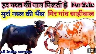 📞844530814420 se 22 litre dudh Dene wali gay matra 32000 mein transport free all India cow [upl. by Nalor]