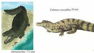 Crocodilia y la evolución por equilibrio puntuado [upl. by Arezzini839]