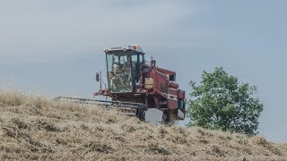 Laverda 3300 AL  Az Agr Flamminj  Harvest Season 2020  GOPRO  FHD [upl. by Daveen]