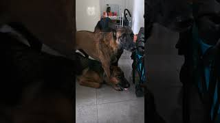 Malinois VS German Shepherd malinois dogtraining doglover [upl. by Eiroc112]