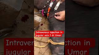 Intravenous injection in jugular vein l dr Umar khan [upl. by Zug]