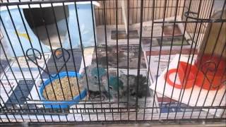 Hand Feeding Lineolated Parakeets Part 3  A Bird Cage At Last [upl. by Arutak]