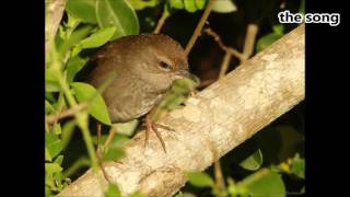 Barratts Warbler two calls [upl. by Justin51]