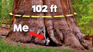 I Slept Inside the Biggest Tree on Earth [upl. by Tsnre]