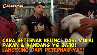 Cara beternak Kelinci dari cara merawat Pakan dan Kandang Lengkap Langsung dari Peternaknya [upl. by Hitt549]