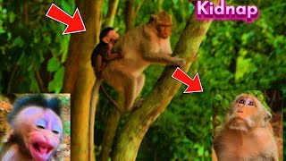 OMG The Bad Robber Monkey Kidnaps Newborn Davi Going High Tree Not Give Back [upl. by Eniamurt829]