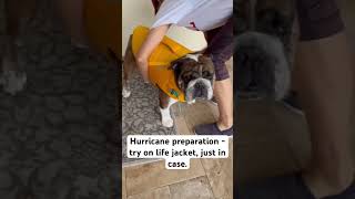 Bulldog Rocky’s diary of Hurricane Milton 1 a life jacket [upl. by Mosora659]