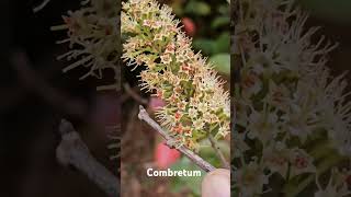 Combretum ovalifolium flowers [upl. by Foushee668]