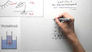 Wassertransport bei der Photosynthese [upl. by Mahsih681]