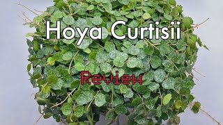 Costa Farms Hoya Curtisii Review [upl. by Keene942]