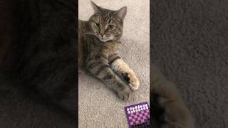 Mittens is vibing during chess [upl. by Winchell911]