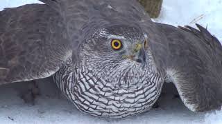 Как поймать ястребаHawksparrowhawk The hawk is a goshawk hawk catching [upl. by Sileray]