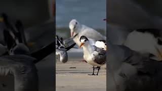 Seagulls Call shorts birds villagenature nature seagull [upl. by Onitselec]