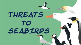 Threats to Seabirds [upl. by Saffier720]