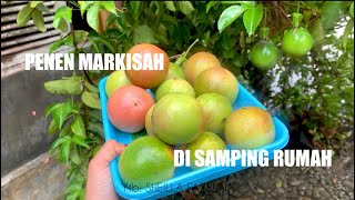 PANEN MARKISAH di Samping Rumah [upl. by Grath383]