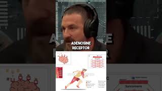 TRUTH About Caffeine  Neuroscientist Andrew Huberman shorts joerogan [upl. by Kellyn]