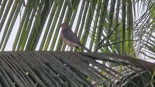 Diwali greetings from majestic royal SHIKRA Tachyspiza badia or Accipiter badius in Mapusa [upl. by Thorn]