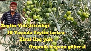 Zeytin Yetiştiriciliği10 Yaşındaki Zeytin bahçesinde verimZeytin fiyatları 2024 keşfet zeytin [upl. by Doak]