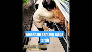 menanam kentang tanpa tanah cara menanam shortvideo suratpendek jelajah [upl. by Anema]