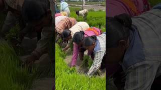 Vari Naatlu Farmers Song farmer farmerfarmer raithu agriculture agri farming folk song [upl. by Petunia]