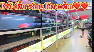 BỐI ĐẦU VÀNG LÚA MỀM CHỈ TỪ HƠN 4củ  CÁ RỒNG VIỆT NAM AROWANA [upl. by Erland]