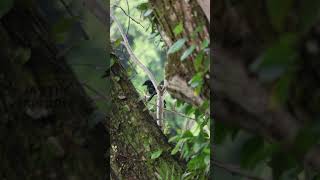 Greater Racket Tail Drongo Singapore [upl. by Adrahc]