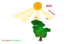 Animation of Photosynthesis [upl. by Marshall]