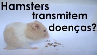 Transmissão de doenças através de hamsters [upl. by Goeselt]