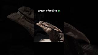 ড্রাগনের কষ্টের জীবন 🐉।। Life of a dragon [upl. by Nirraj]