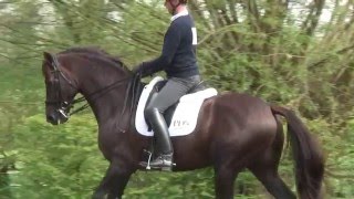 PDS Saddles  The Carl Hester Collection [upl. by Anivram]