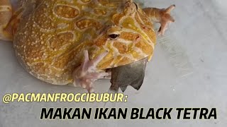 Pacman frog cibubur makan ikan black tetra Daily feeding 16 [upl. by Readus]