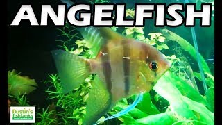 How to Keep Angelfish in the Planted Tank Species Sunday [upl. by Frayne]