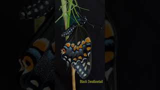 Black Swallowtail Butterfly Emerging from Her Chrysalis [upl. by Myer]