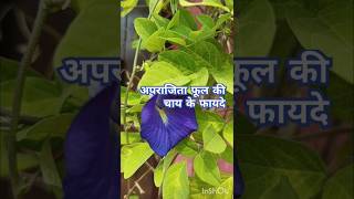 Aparajita phool ke fayde tips tea plants 🌱facts factsinhindi aprajitaplant [upl. by Ashti197]