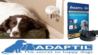 Does Adaptil DAP work  Dog Science Explained [upl. by Waldo873]