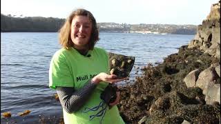 Barnacles Limpets amp Tube worms [upl. by Dessma]