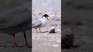 Funny Animal Moment animalplanet discovery NatGeo nature birds [upl. by Analim641]