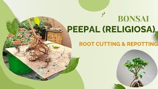 Bonsai Peepal Plant Root Cutting amp Repotting Ficus Religiosa [upl. by Wilser]