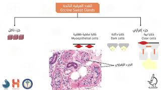 الغدد العرقية و الشعر  Hair amp Sweat Glands [upl. by Brodie632]