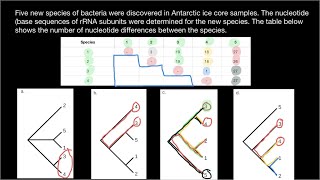 Molecular clock and Phylogenic trees [upl. by Yssis]