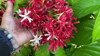 Quisqualis indica Combretum indicum  Rangoon creeper [upl. by Rosalee]