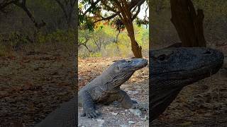 WOW A WILD KOMODO DRAGON IN RINCA ISLAND KOMODO NATIONAL PARKshorts komodo shortsyoutube wild [upl. by Cut552]