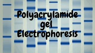 Polyacrylamide Gel Electrophoresis SDS PAGE [upl. by Gautious]