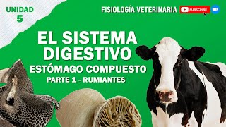 FISIO2UNIDAD5SISTEMADIGESTIVOCOMPUESTO [upl. by Abihsot]